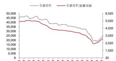 今年的股票行情是怎么样_生猪价格一旦跌穿二十元/kg,或是再稍低一点