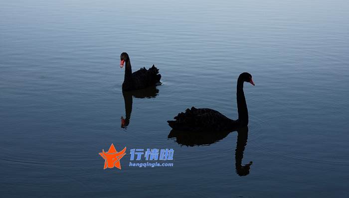 股票行情哪种好_三七价格降至历史低点