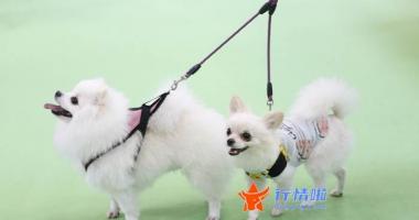 股票行情线都代表什么：习近平向中国国际可持续交通创新和知识中心成立致贺信
